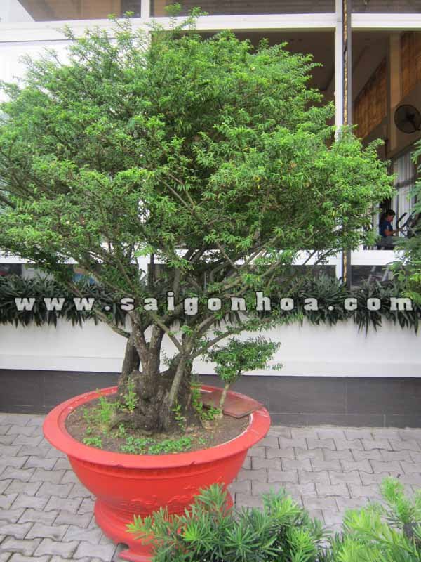 Cây Mai Chiếu Thủy Bonsai Cao 2.5 m