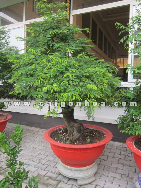 Cây Me Bonsai Cao 2.5 m