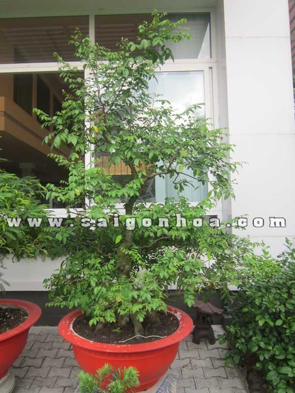 Cây Khế Bonsai Cao 2.5 m