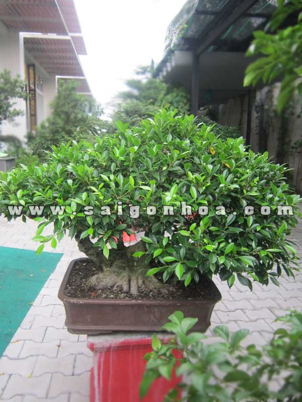 Cây Si Bonsai Cao 70 cm