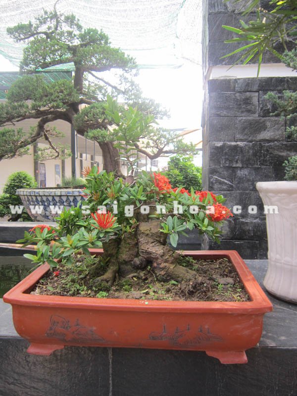 Cây Trang Đỏ Bonsai
