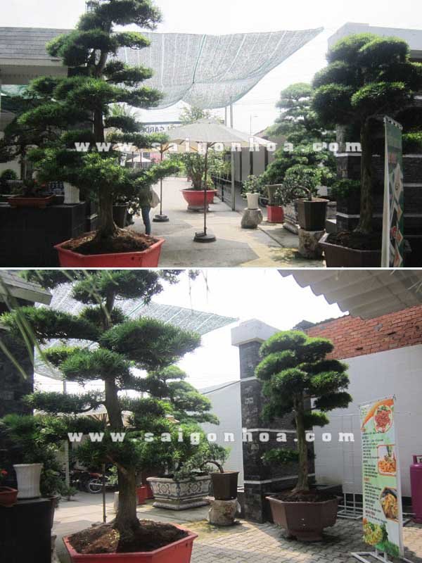 Cặp Cây Vạn Niên Tùng Bonsai Cao 2.8 – 3 m