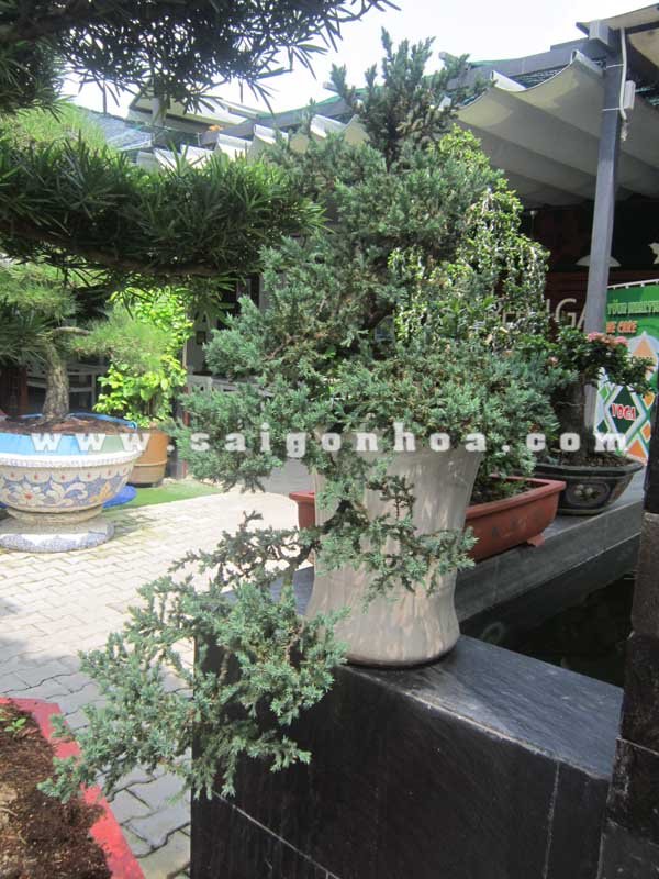 Cây Tùng Lá Kim Bonsai