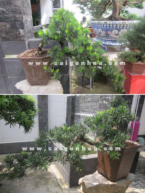 Cặp Cây Vạn Niên Tùng Bonsai Dáng Bay
