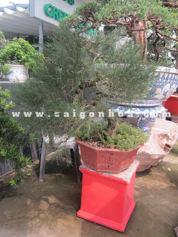 Chậu Cây Phi Lao Bonsai