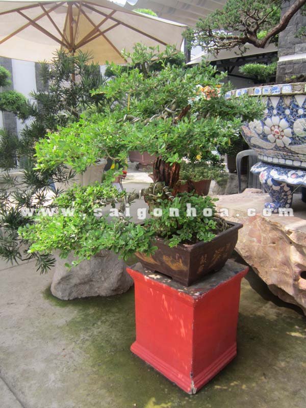 Cây Linh Sam Bonsai Cao 70 cm