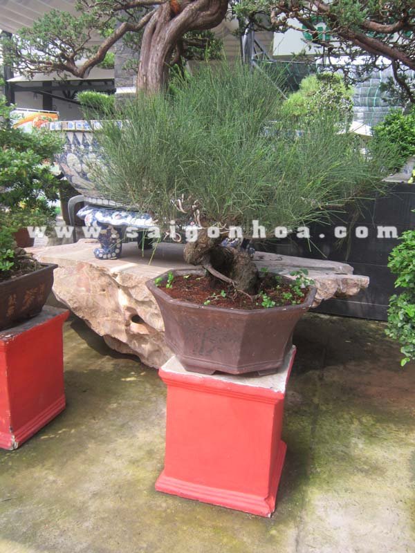 Cây Phi Lao Bonsai Chậu Bát Giác