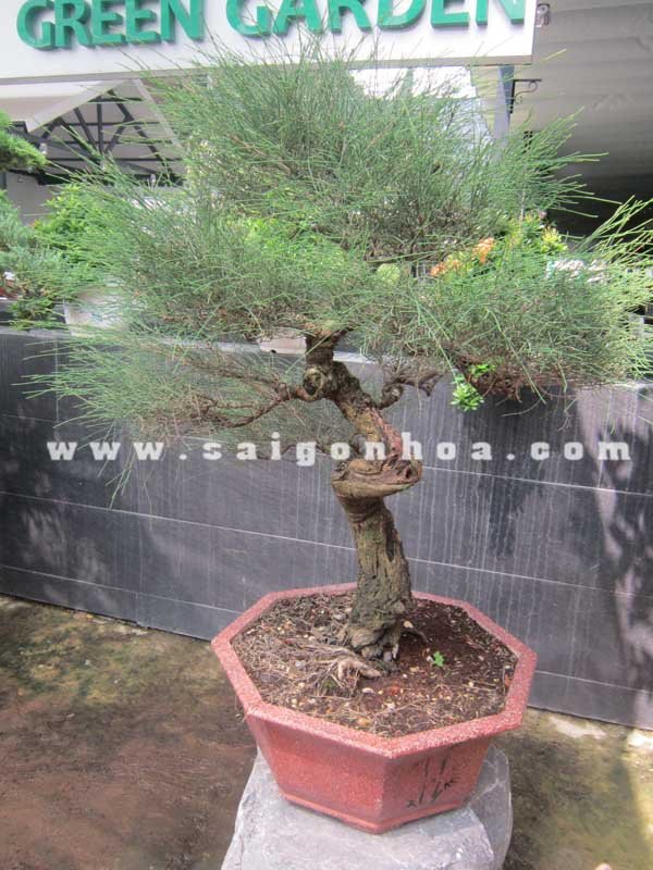 Cây Phi Lao Bonsai Cao 90 cm