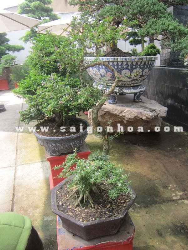 Cây Linh Sam Bonsai Thế Long Mã Hồi Đầu