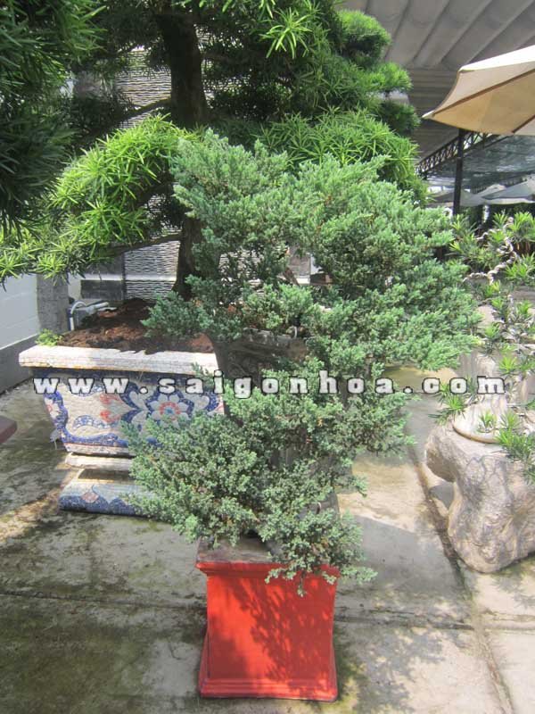 Cây Tùng Lá Kim Bonsai Dáng Bay