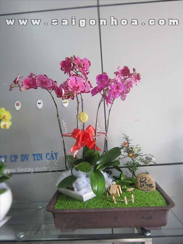 Tiểu Cảnh May Mắn Lan Hồ Điệp Vườn Tiên Cảnh
