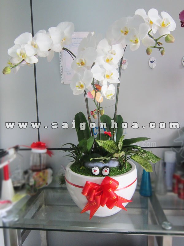 Tiểu Cảnh May Mắn Lan Hồ Điệp Đôi Bạn