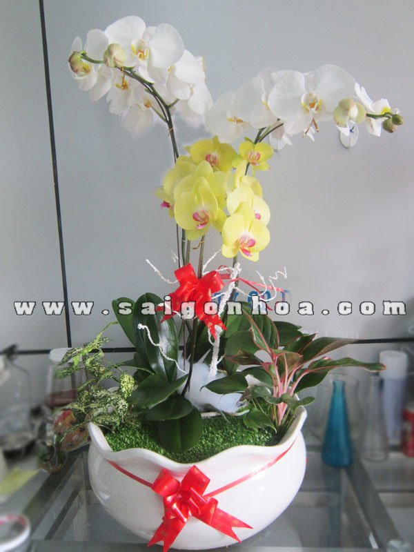 Tiểu Cảnh May Mắn Lan Hồ Điệp 3 Cành