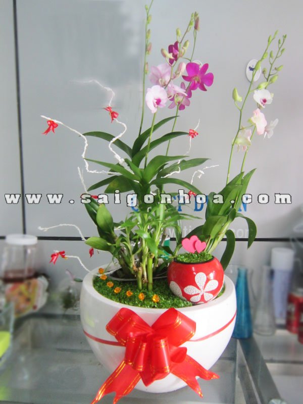 Tiểu Cảnh May Mắn Lan Dendrobium Con Đường Tình Yêu
