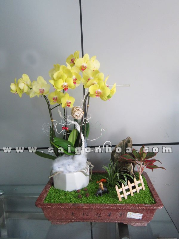 Tiểu Cảnh May Mắn Lan Hồ Điệp Chiều Bình Yên