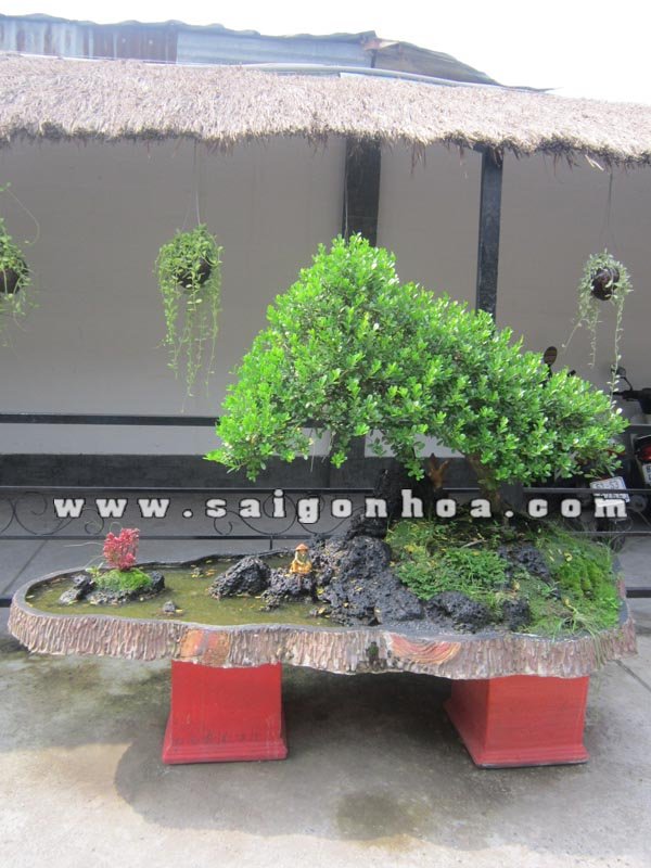 Tiểu Cảnh Cây Linh Sam Bonsai Câu Cá