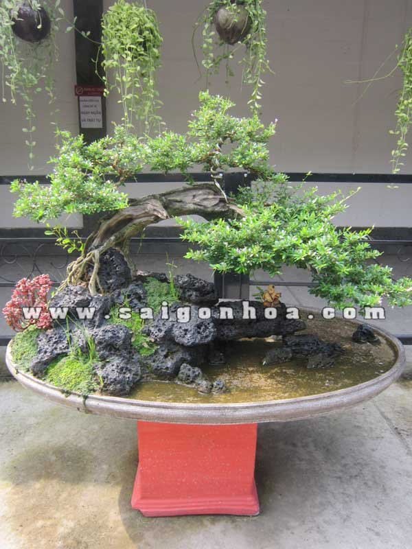 Tiểu Cảnh Cây Linh Sam Bonsai Chú Bé Thổi Sáo