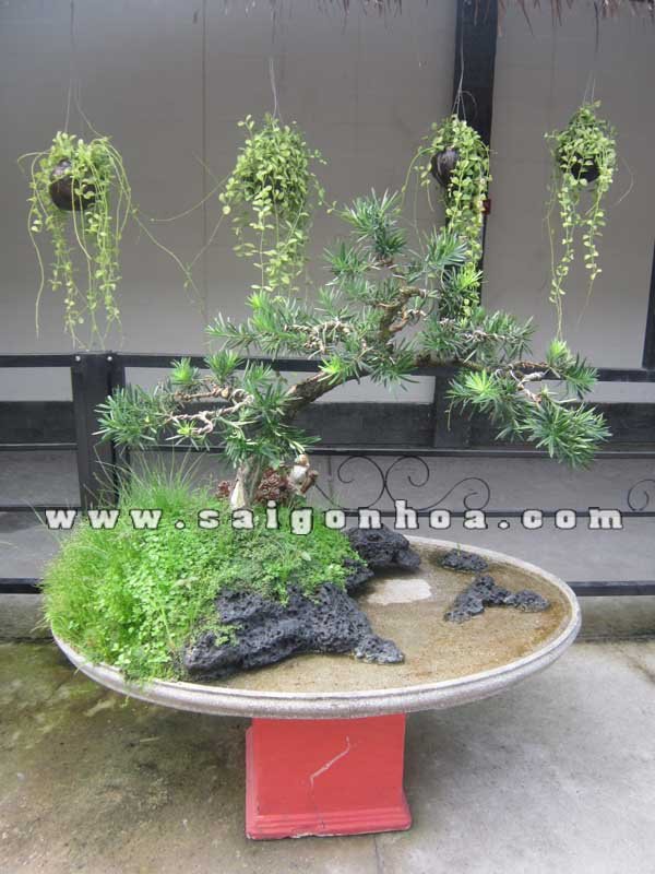 Tiểu Cảnh Cây Vạn Niên Tùng Bonsai Ông Già Gánh Củi