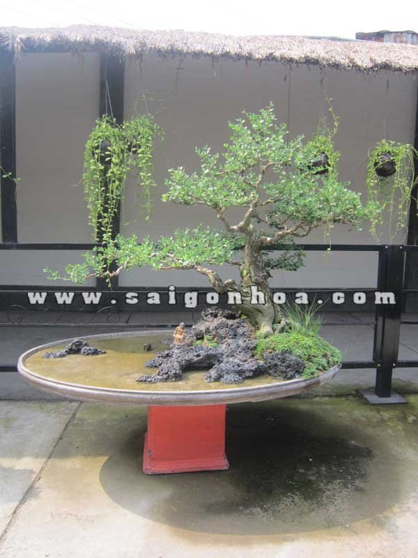 Tiểu Cảnh Cây Linh Sam Bonsai Cô Gái Bên Sông