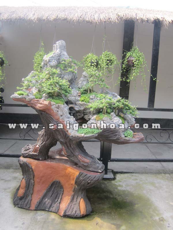 Tiểu Cảnh Cây Linh Sam Bonsai Hòn Non Bộ