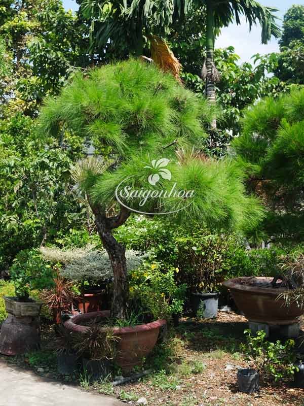 Cây Phi Lao Bonsai Cao 2.5 – 2.6 m