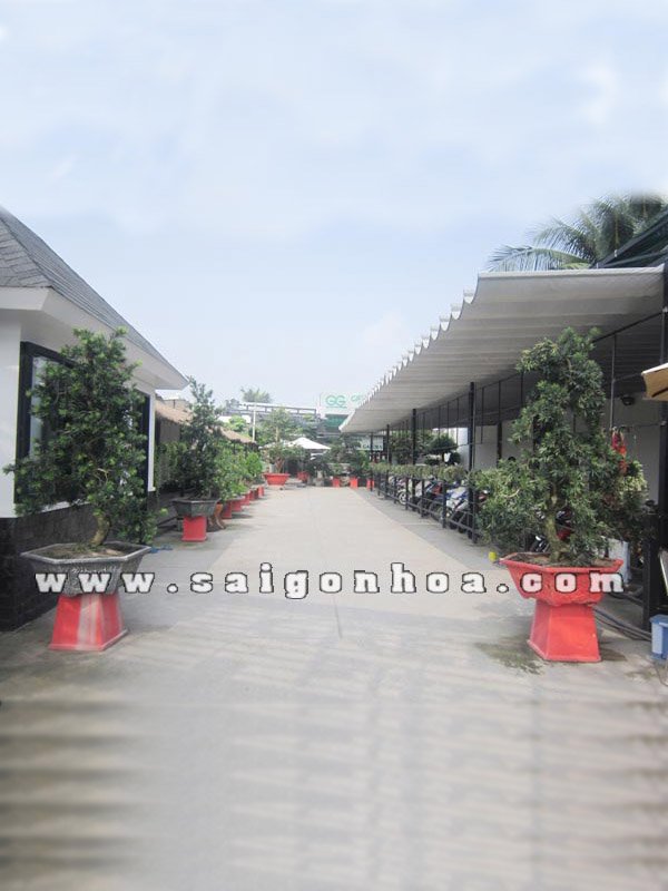 Cặp Cây Vạn Niên Tùng Bonsai