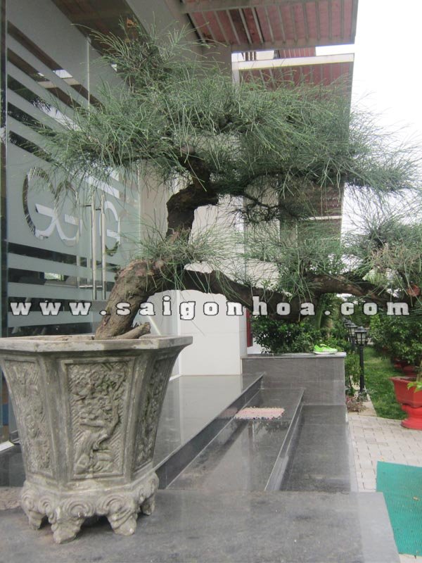Cây Phi Lao Bonsai Cao 70 cm