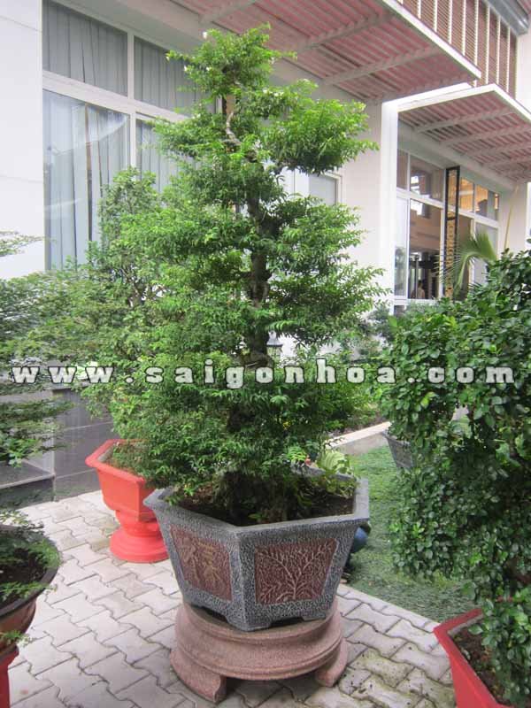 Cây Mai Chiếu Thủy Bonsai Cao 1.4 m