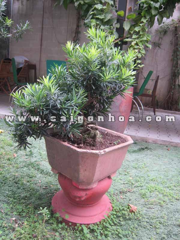Cây Vạn Niên Tùng Dáng Thác Đổ