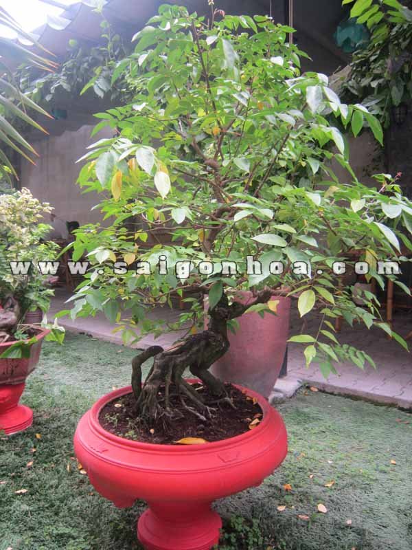 Cây Khế Bonsai Cao 1.2 m