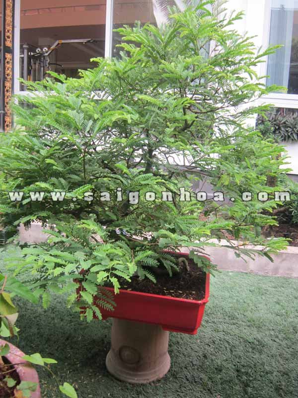 Cây Me Bonsai Cao 1 m