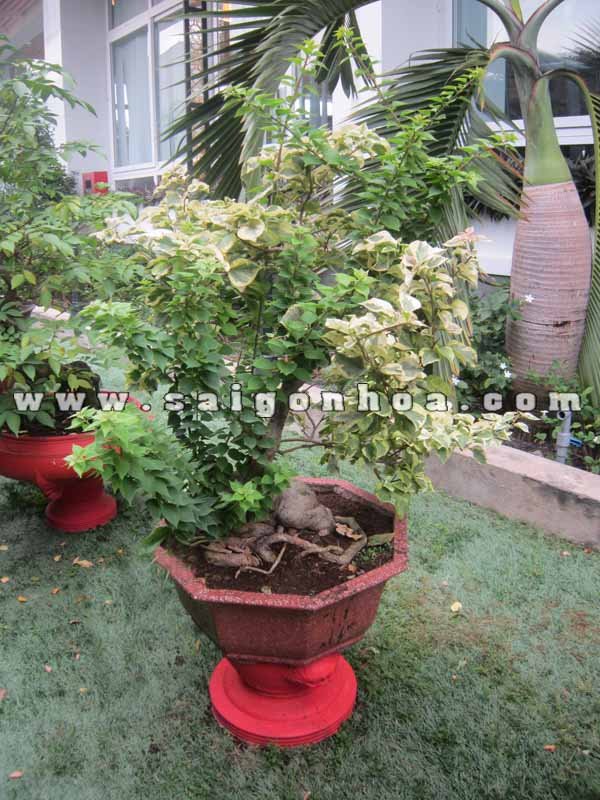 Cây Bông Giấy Bonsai