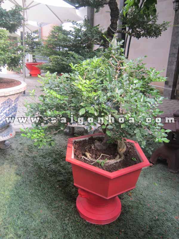 Cây Nguyệt Quế Bonsai Cao 70 cm