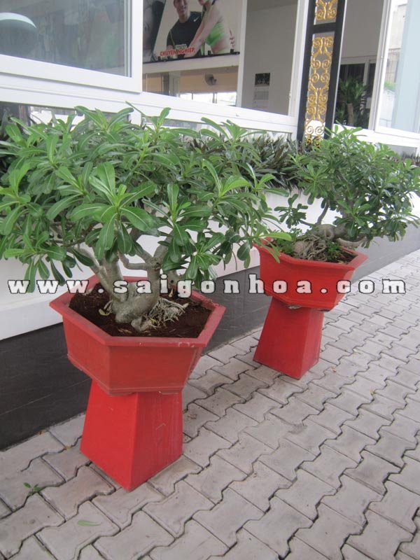 Cặp Cây Sứ Thái Bonsai