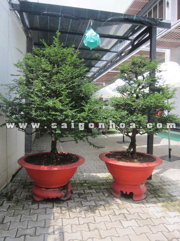 Cặp Cây Kim Quýt Bonsai