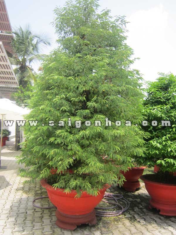 Cây Me Bonsai Cao 2.8 m