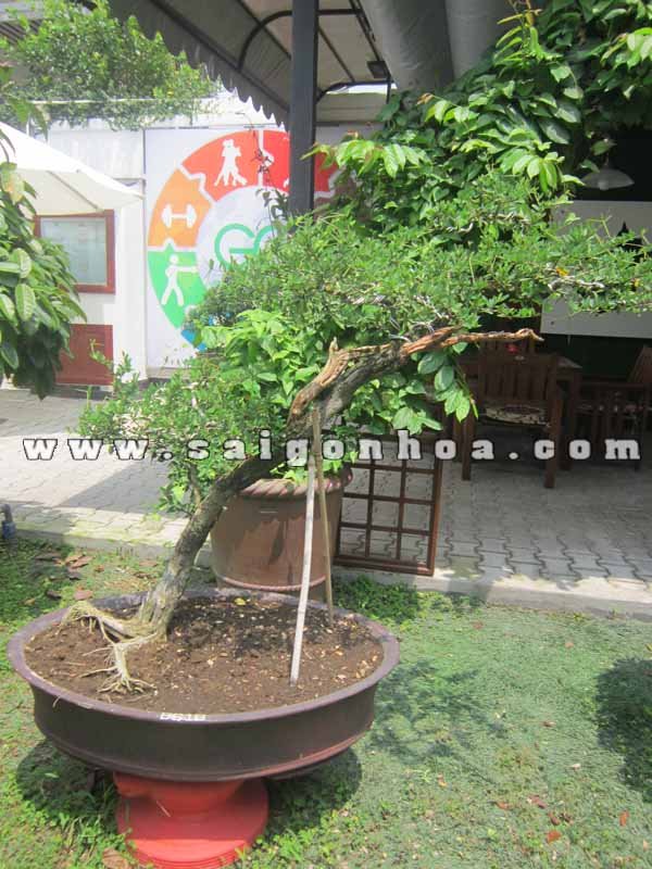 Cây Linh Sam Bonsai Cao 1.1 – 1.2 m