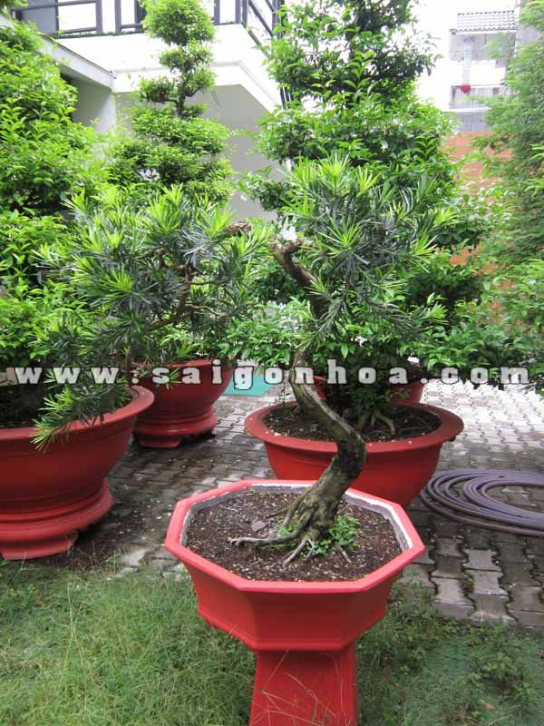 Cây Vạn Niên Tùng Bonsai Cao 80 cm