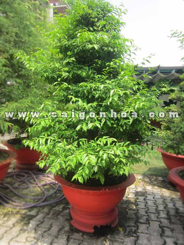 Cây Mai Chiếu Thủy Bonsai