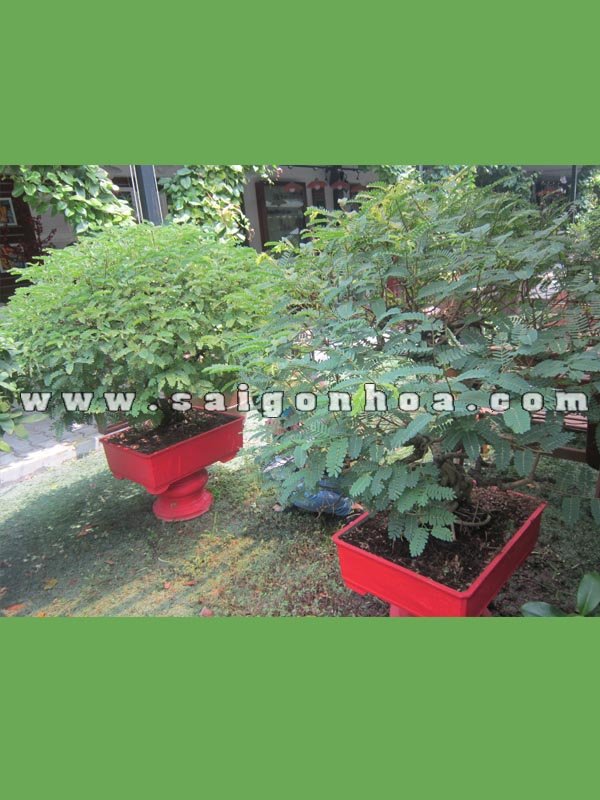 Cặp Cây Me Bonsai