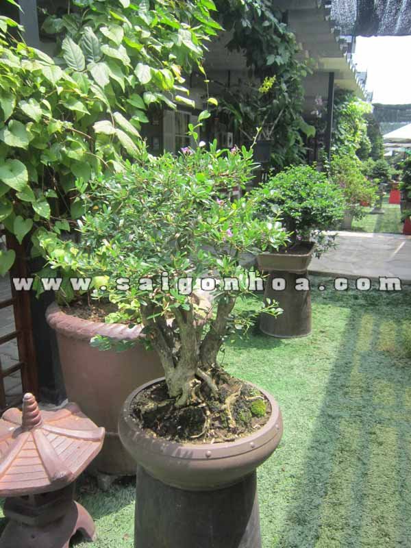 Cây Linh Sam Bonsai Chậu Tròn