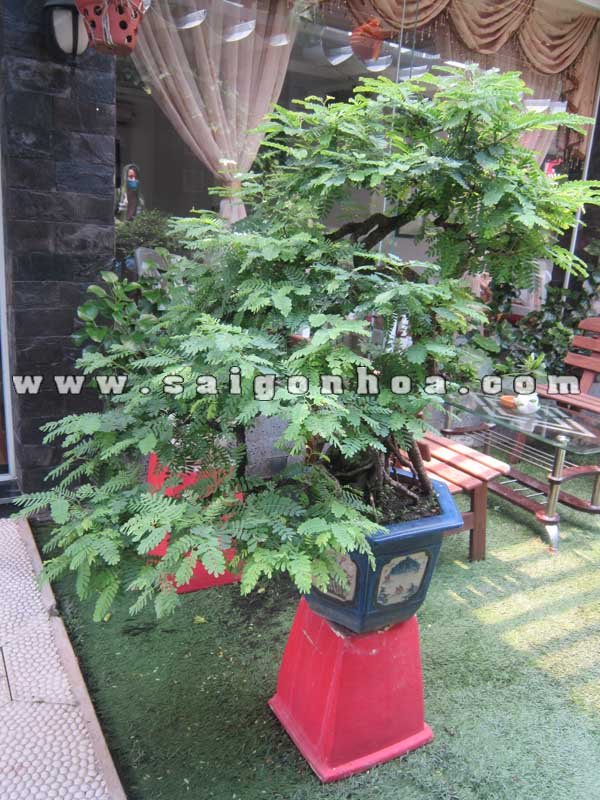 Cây Me Bonsai Cao 80 cm
