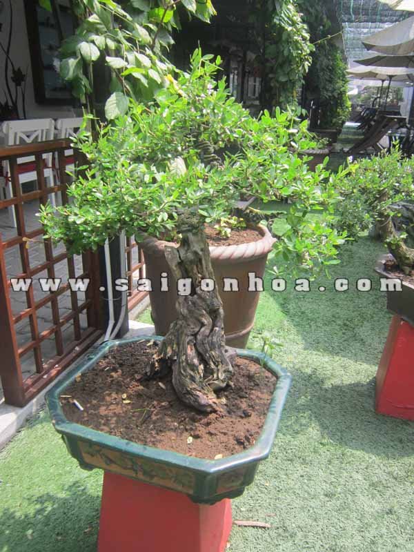 Cây Linh Sam Bonsai Cao 75 cm