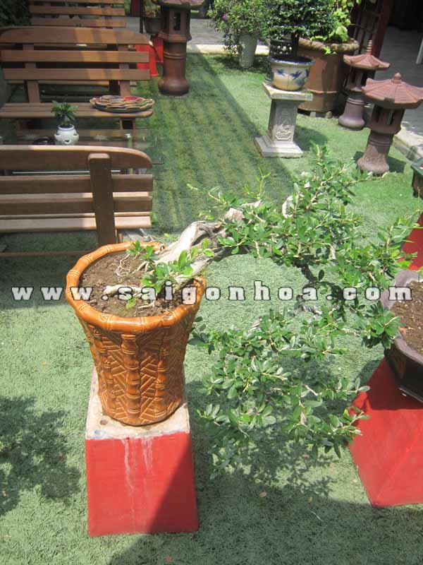 Cây Linh Sam Bonsai Dáng Thác Đổ