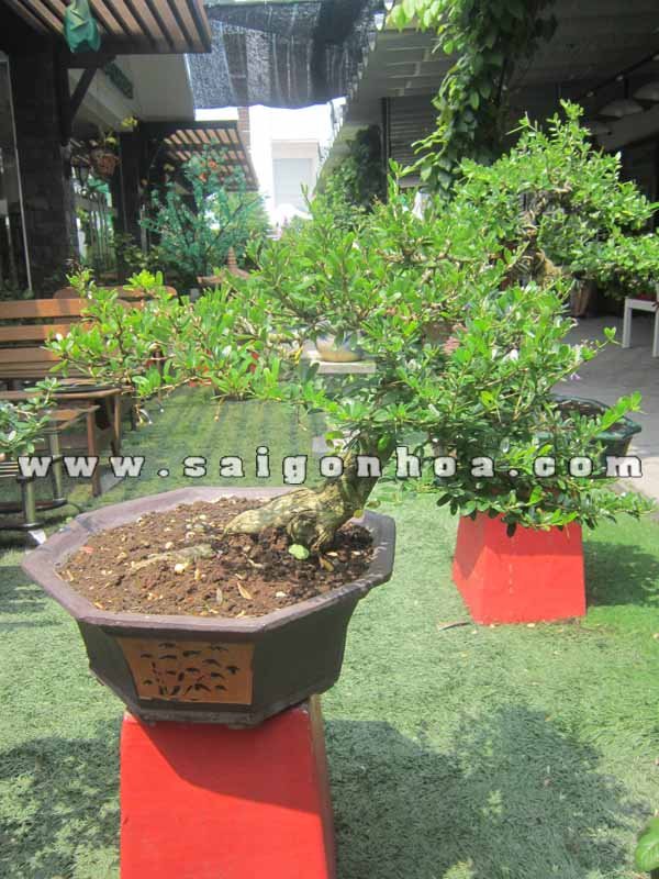 Cây Linh Sam Bonsai Cao 40 cm
