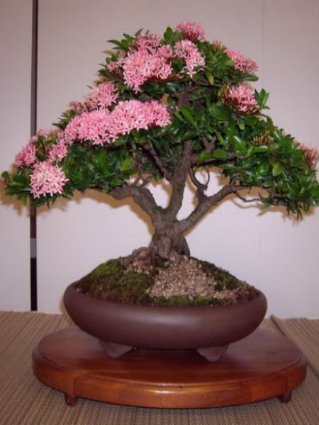 Cây Trang Hồng Bonsai