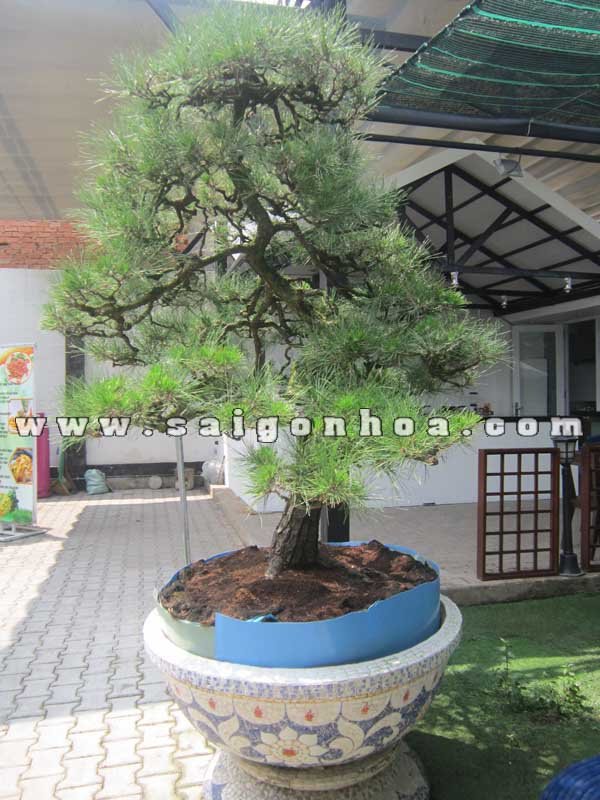 Cây Phi Lao Bonsai cao 2.2 – 2.3 m