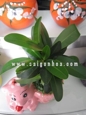 Cây May Mắn Tài Lộc Chậu Ly Chú Heo