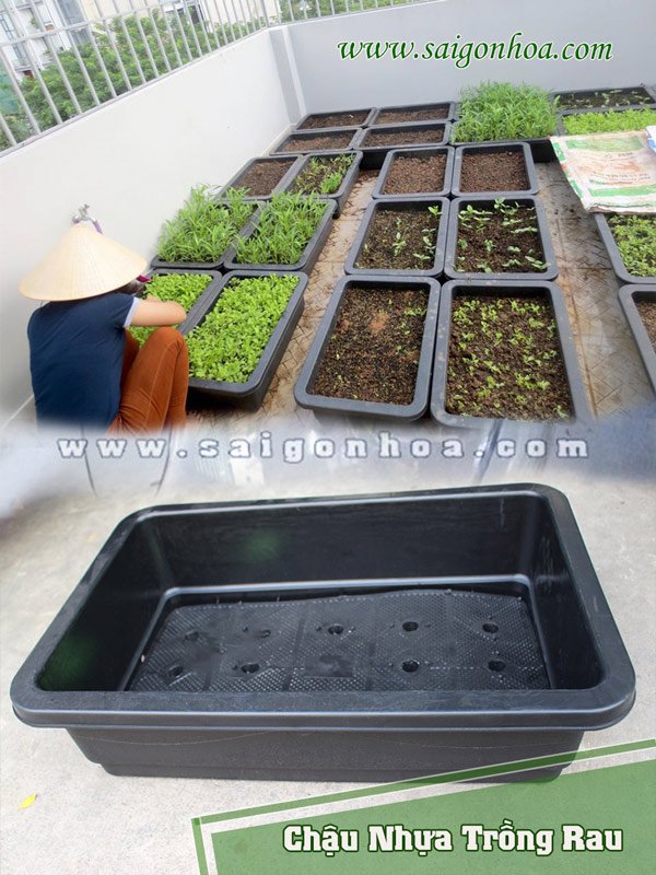 Chậu Nhựa Trồng Rau Sạch
