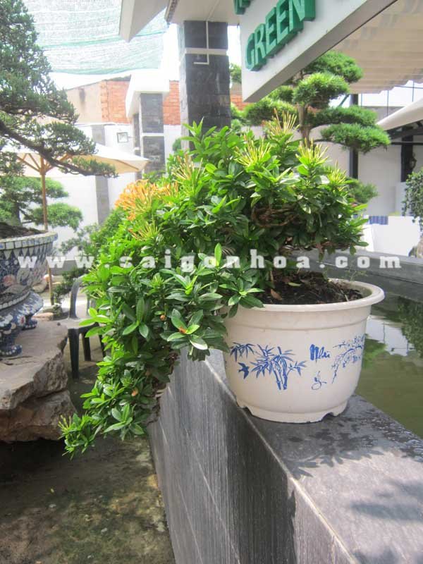 Cây Trang Cam Bonsai